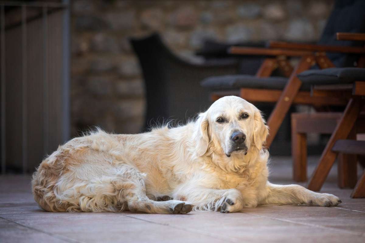 Dog Friendly Dog Friendly